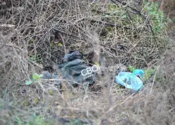 На Дніпропетровщині собака принесла додому ногу людини