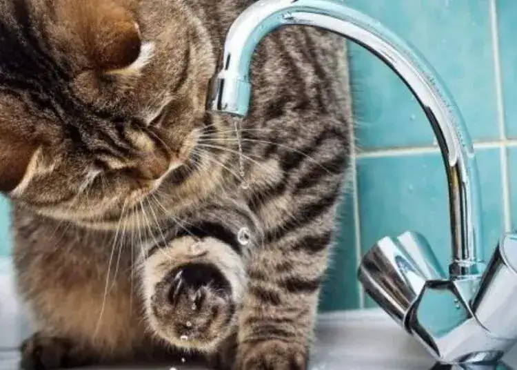 Правобережжя Дніпра без водопостачання: причини та прогнози