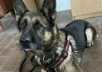 На Дніпропетровщині собака допоміг поліцейським розкрити вбивство