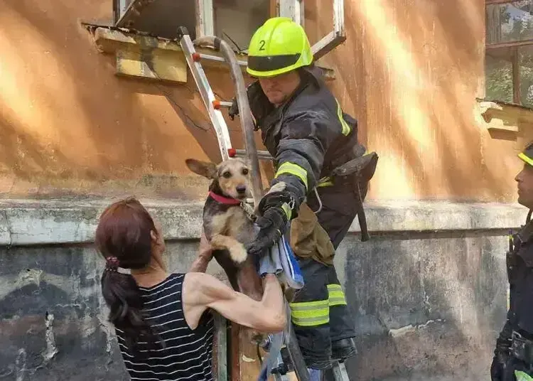 У Дніпрі з пожежі врятували двох песиків