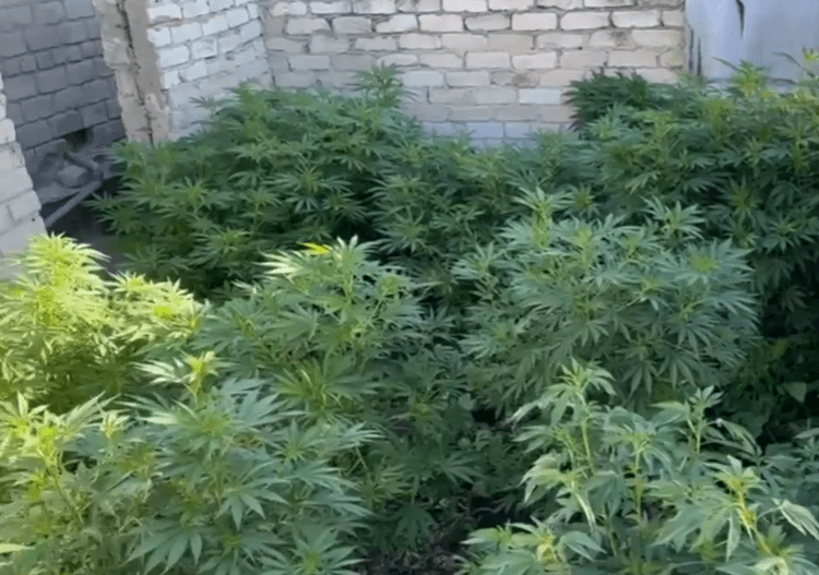 На Дніпропетровщині викрили масштабний наркобізнес