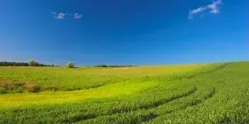 Мікродобрива бор: функції, необхідність, ознаки недостачі