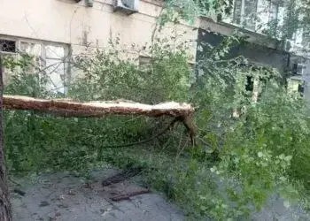 Сильний вітер у Дніпрі валить дерева