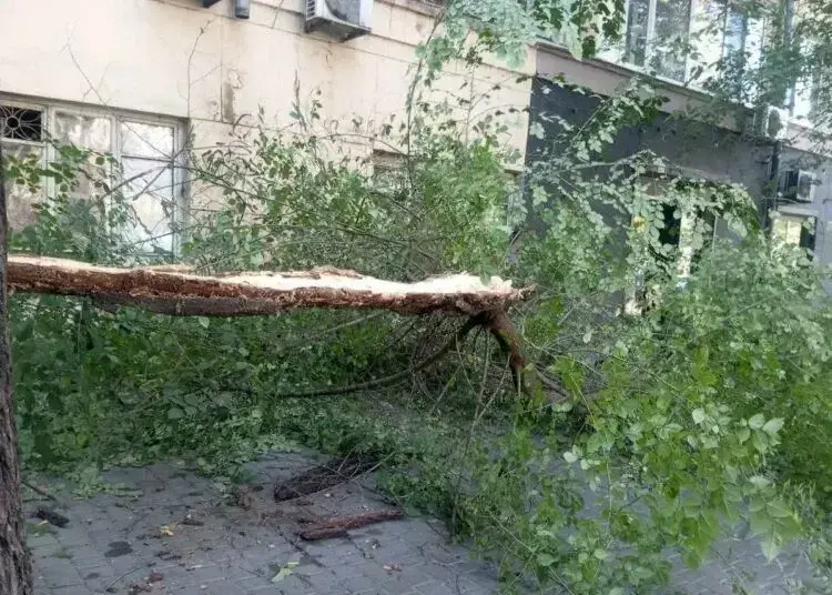 Сильний вітер у Дніпрі валить дерева