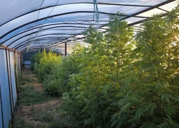 Мешканка Дніпропетровщини вирощувала коноплі на понад 4 млн грн