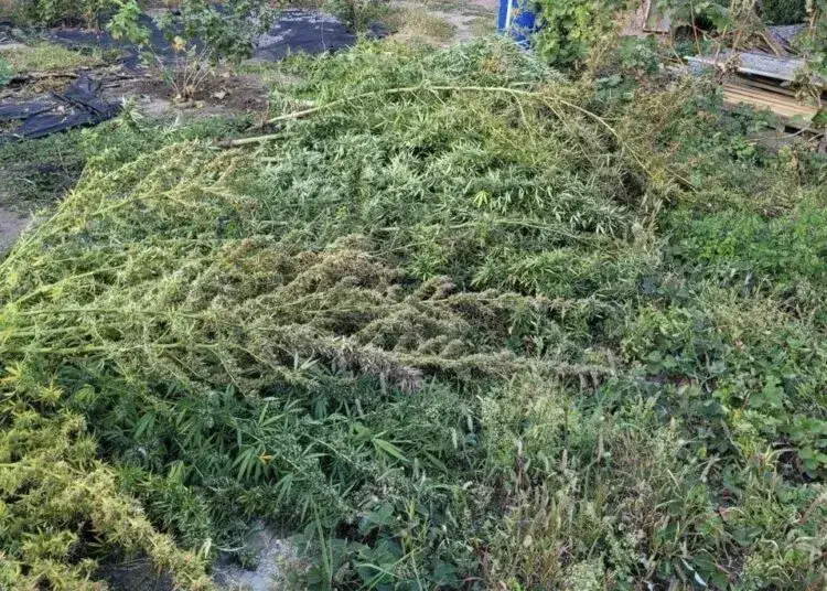 У Дніпрі у наркоторговця виявили психотропів на понад 600 тисяч гривень
