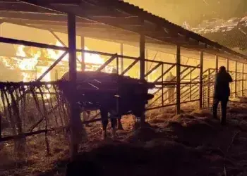 У Дніпровському районі згоріли живцем понад 140 тварин