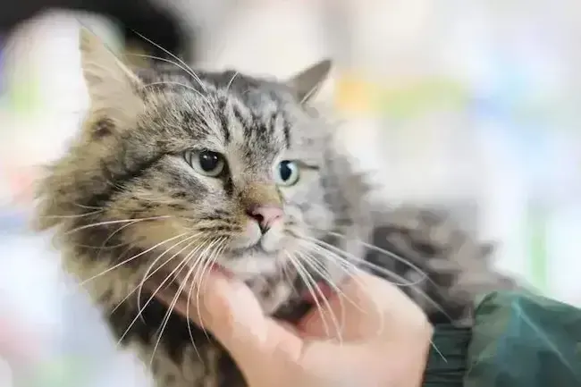 Как социализировать кота из приюта