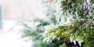 8 січня - що відзначають цього дня, церковне свято, прикмети і що не можна робити