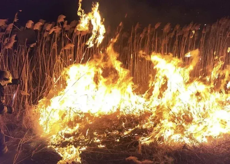 За добу на Дніпропетровщині спалахнуло 65 пожеж в екосистемах