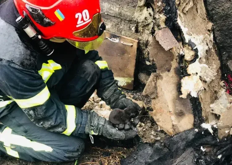 У Криворізькому районі рятувальники винесли цуценя з палаючої споруди