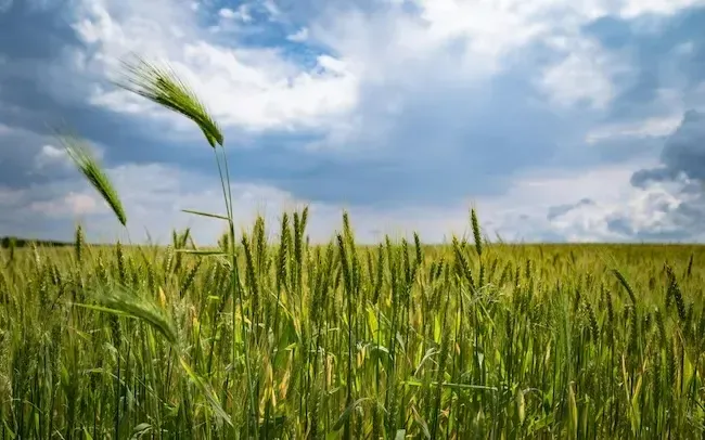 Каталог сельхозпродукции: что нужно знать фермеру перед посевной