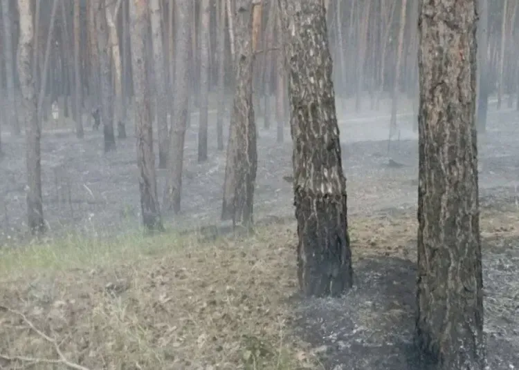 Підпал у лісі біля Обухівки: пожежа могла перерости в масштабне займання
