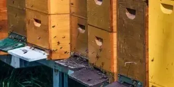 Зачем пчеловодам обновлять ульи осенью