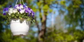 Які квіти можна посадити у підвісні горщики на вулиці?