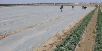 Агроволокно в Дніпрі: природний захист ваших грядок і врожаю
