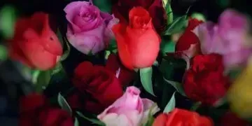 Чому доставка квітів у Львові вдале рішення для будь-якого свята