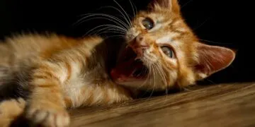 На Дніпропетровщині через хворого кота ввели двомісячний карантин