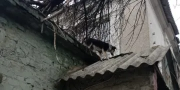 У Кам’янському діти та поліція рятували собак із даху