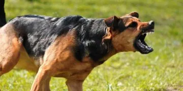На Дніпропетровщині на дитину напала собака, через що їй ампутували ногу