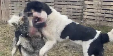 Під Кривим Рогом активісти зірвали підпільні собачі бої