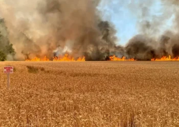 На Дніпропетровщині через російські обстріли згоріло понад 30 гектарів пшениці