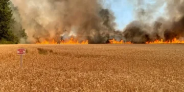 На Дніпропетровщині через російські обстріли згоріло понад 30 гектарів пшениці